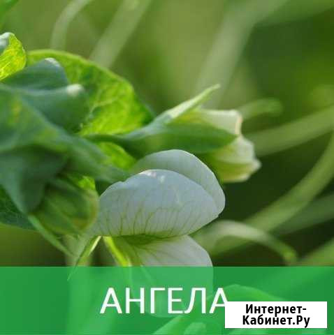 Семена гороха сорт ангела Азов - изображение 1