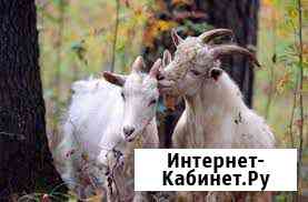 Продам зааненского козла на племя Стерлитамак