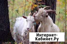 Продам зааненского козла на племя Стерлитамак - изображение 1