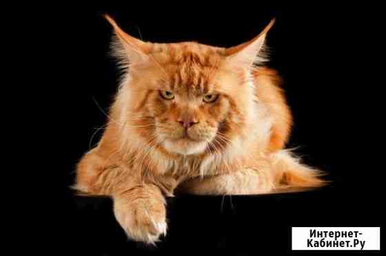 Вязка Санкт-Петербург