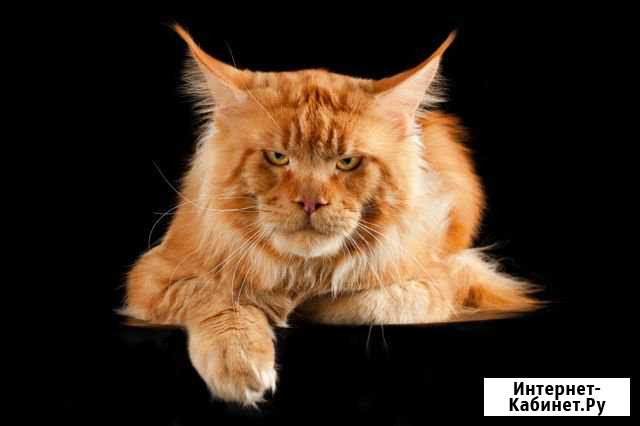 Вязка Санкт-Петербург - изображение 1