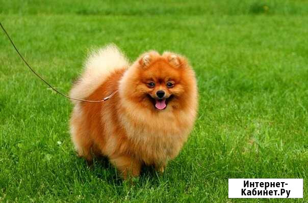 Вязка Москва - изображение 1