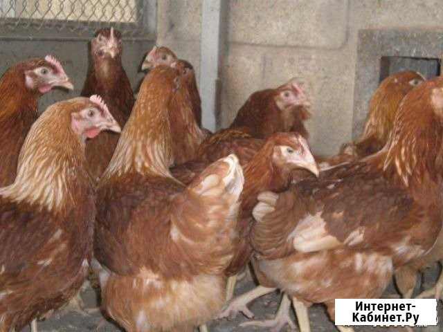 Куры молодки Тимашевск - изображение 1