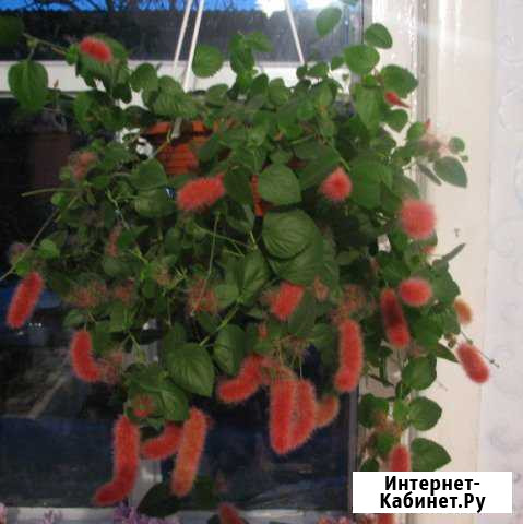 Комнатные растения Нижневартовск - изображение 1