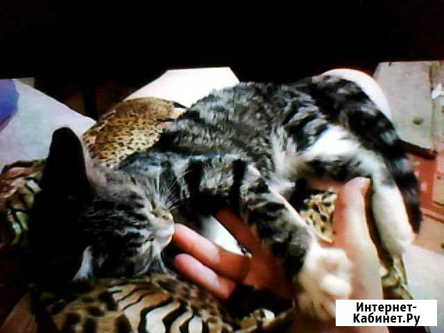 Котят отдам в добрые заб. руки ум. ласков котика,д Братск - изображение 1