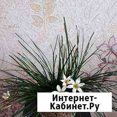 Комнатные цветы Саяногорск