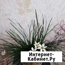Комнатные цветы Саяногорск - изображение 1