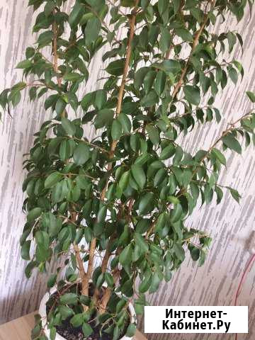 Фикус Красноярск - изображение 1