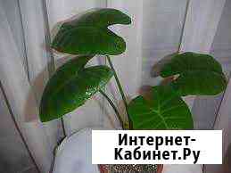 Комнатные цветы Усть-Илимск