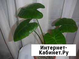 Комнатные цветы Усть-Илимск - изображение 1