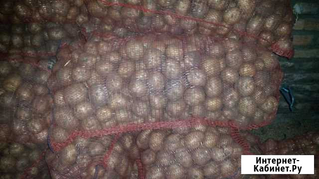 Картофель Омск - изображение 1