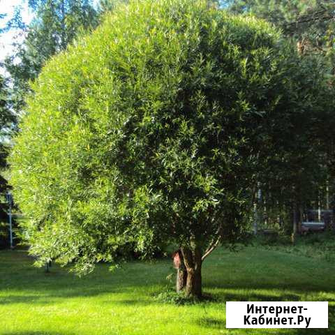 Ива Шаровидная Бийск - изображение 1