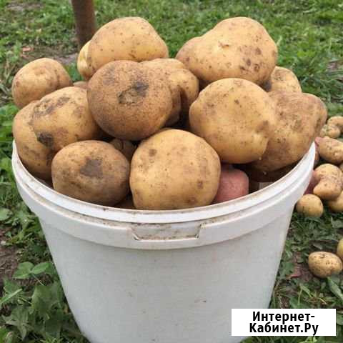 Домашний картофель Иркутск - изображение 1