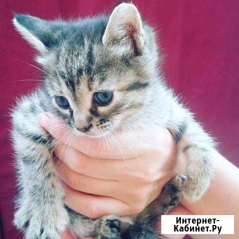 Котята в добрые руки Тихорецк - изображение 1
