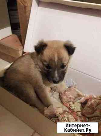 Отдам щенка-мальчик Улан-Удэ