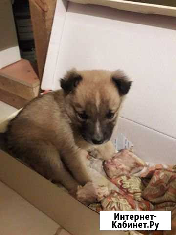 Отдам щенка-мальчик Улан-Удэ - изображение 1