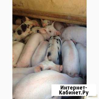 Поросята и куры с лпх Рыбинск - изображение 1