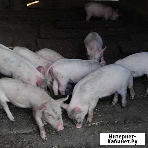 Поросята Кстово - изображение 1