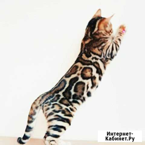 Бенгальские котята Новосибирск - изображение 1