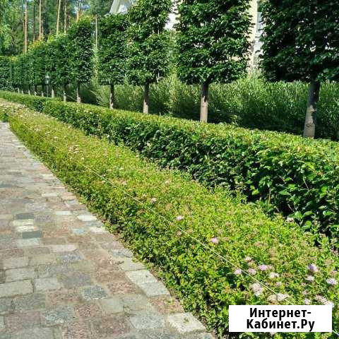 Живая изгородь Кизильник Блестящий Омск - изображение 1