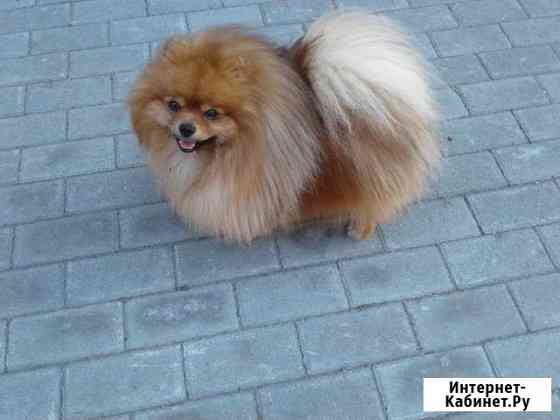 Немецкий шпиц(вязка) Барнаул