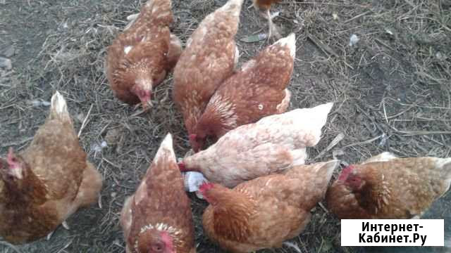 Куры-несушки 9- месячные Новолуговое - изображение 1