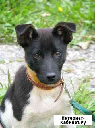 Щенок в добрые руки Ижевск