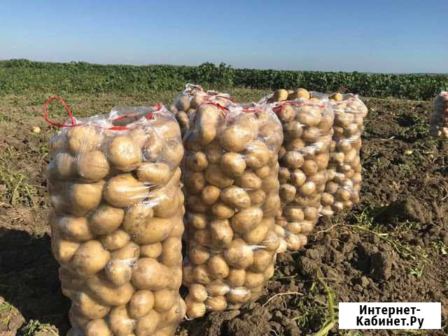 Семенной Картофель - Коломбо, Анна, Ред Скарлетт Краснодар - изображение 1
