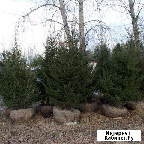 Ель Сосна Кедр Омск - изображение 1