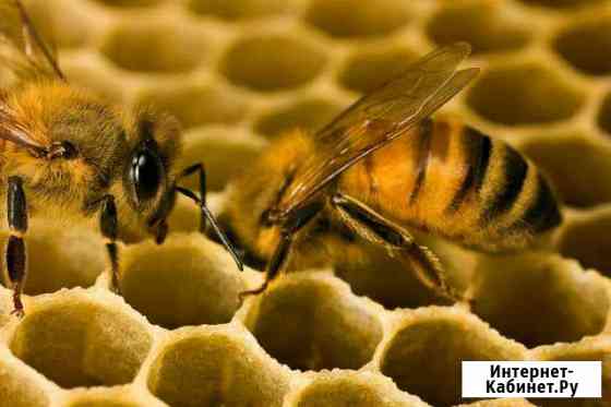 Улья для пчел Кемерово