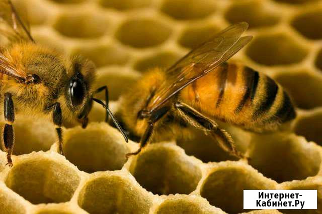 Улья для пчел Кемерово - изображение 1