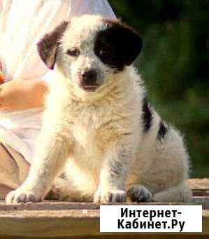 Мимимишки, милые щенки Бор