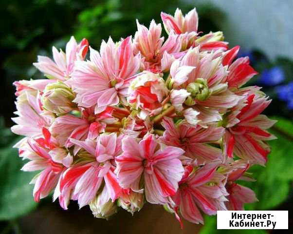 Пеларгонии Новоалтайск - изображение 1