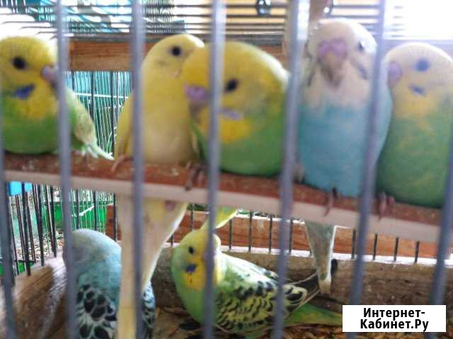 Ручные птенцы волнистых попугайчиков Сочи - изображение 1