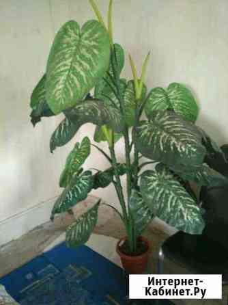 Диффенбахия Старый Оскол