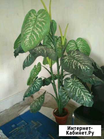 Диффенбахия Старый Оскол - изображение 1