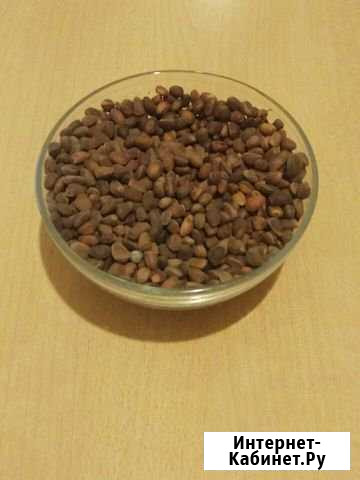 Орех кедровый Москва - изображение 1