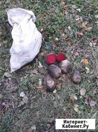 Продам столовую свеклу Воронеж