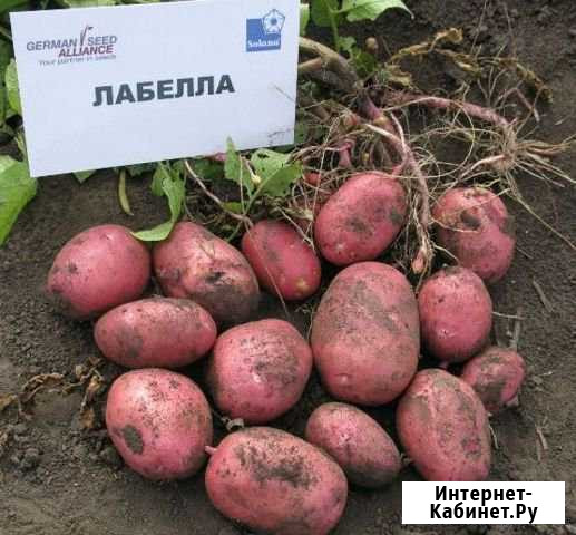 Картофель Каменск-Уральский - изображение 1
