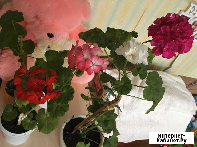 Герань(цвета разные) Красноярск - изображение 1