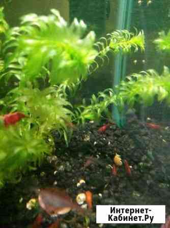 Креветки в аквариум Нижний Новгород