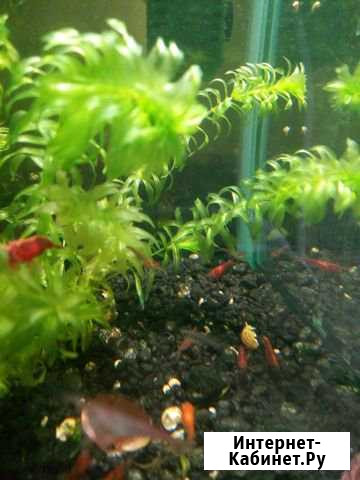 Креветки в аквариум Нижний Новгород - изображение 1