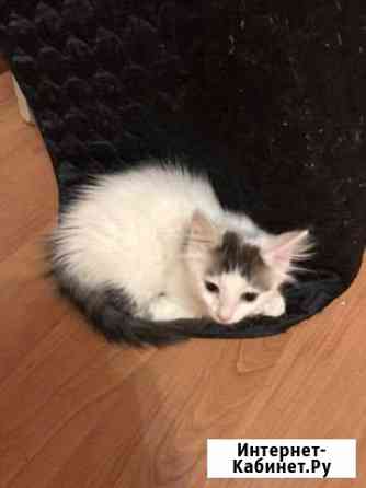 Котёнок Королев