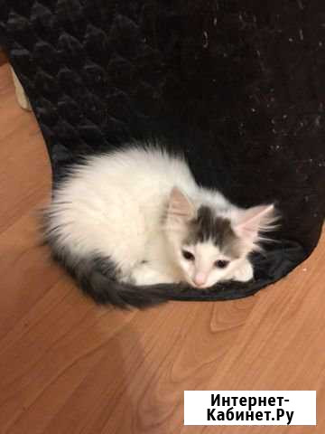 Котёнок Королев - изображение 1