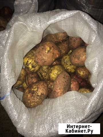Продам Картофель Красноярск - изображение 1