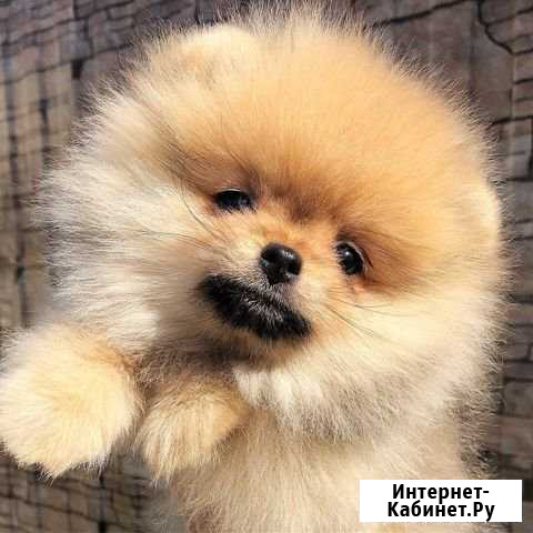 Шикарная девочка от Старпом Харрисон Москва - изображение 1