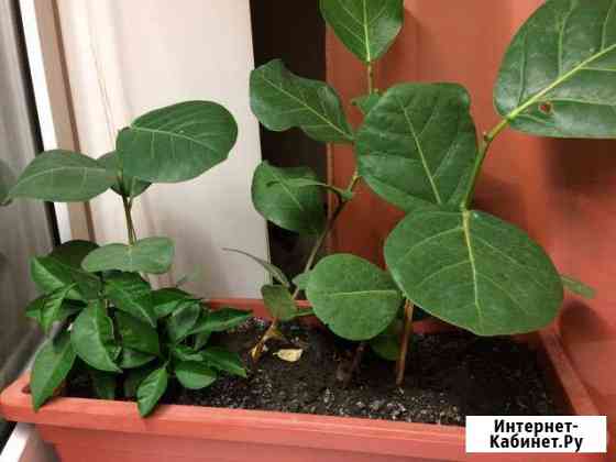 Кокколоба ягодоносная Самара