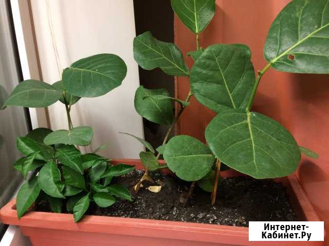 Кокколоба ягодоносная Самара - изображение 1