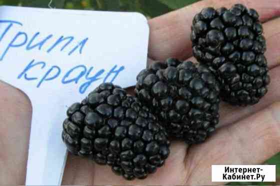 Саженцы ежевики сорта Тройная корона Димитровград