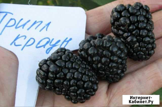 Саженцы ежевики сорта Тройная корона Димитровград - изображение 1